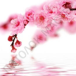 Flowers_001.jpg